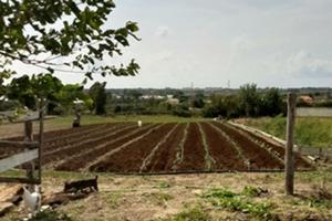 Terreno agricolo
