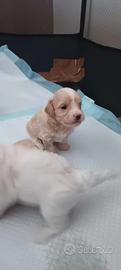 3maschi e 2femmine di maltipoo