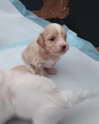 3maschi e 2femmine di maltipoo