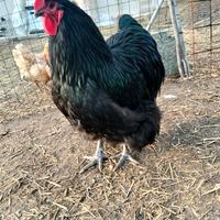 Gallo orphinton,uovs