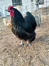 Gallo orphinton,uova fresche