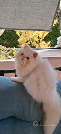 Gattini persiani