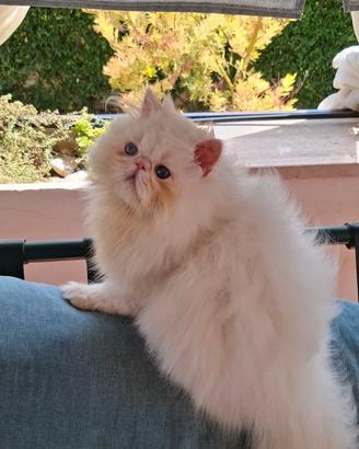 Gattini persiani