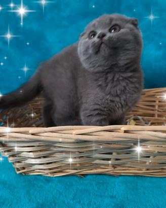 Gattina scottish fold blu