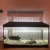 Acquario pesci