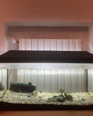 Acquario pesci