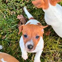 Jack russell cuccioletti