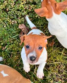 Jack russell cuccioletti