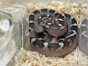 Serpenti del grano baby ( prezzo interessante)