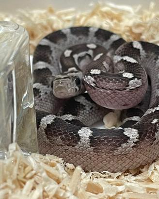 Serpenti del grano baby ( prezzo interessante)