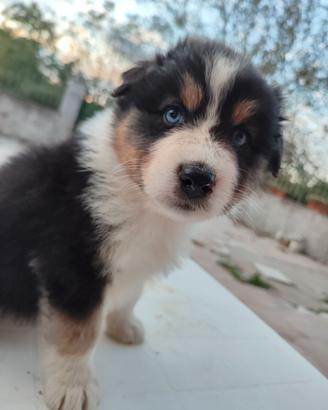 Cuccioli di pastore australiano black tricolore