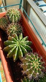 Piantine  succulente