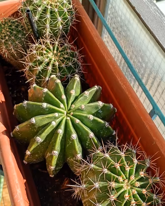 Piantine  succulente