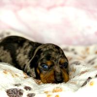 Cuccioli bassotto Arlecchino con pedigree
