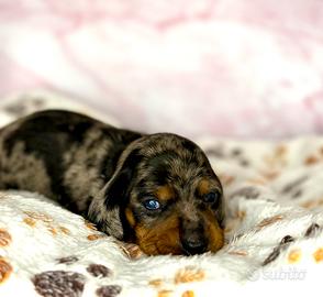 Cuccioli bassotto Arlecchino con pedigree