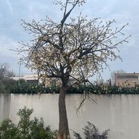 Albero luminoso pesco in fiore Lucent 280mt