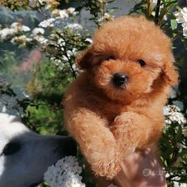 Barboncino Toy ped enci