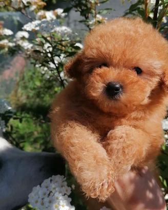 Barboncino Toy ped enci