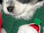 Immagine 6