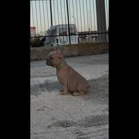 Splendidi cuccioli Bulldog Francese