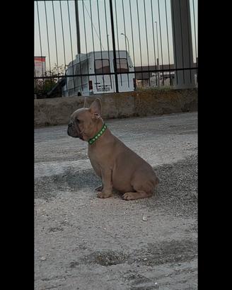 Splendidi cuccioli Bulldog Francese