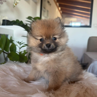 Cuccioli volpino di Pomerania