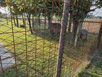 Pensione per cane