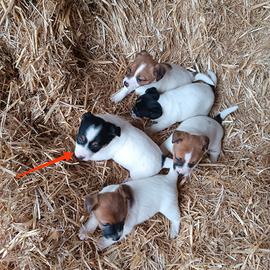 Cuccioli jack Russell