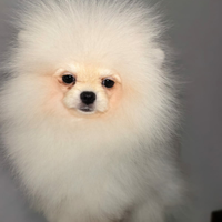 Cuccioli di Spitz tedesco nano