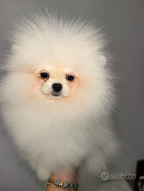 Cuccioli di Spitz tedesco nano