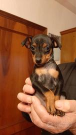 Cuccioli taglia piccola
