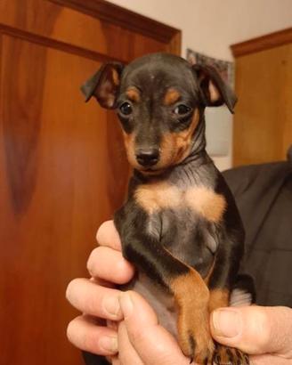 Cuccioli taglia piccola