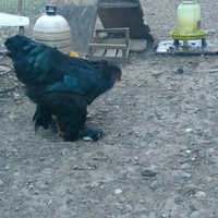 Brahma Giganti