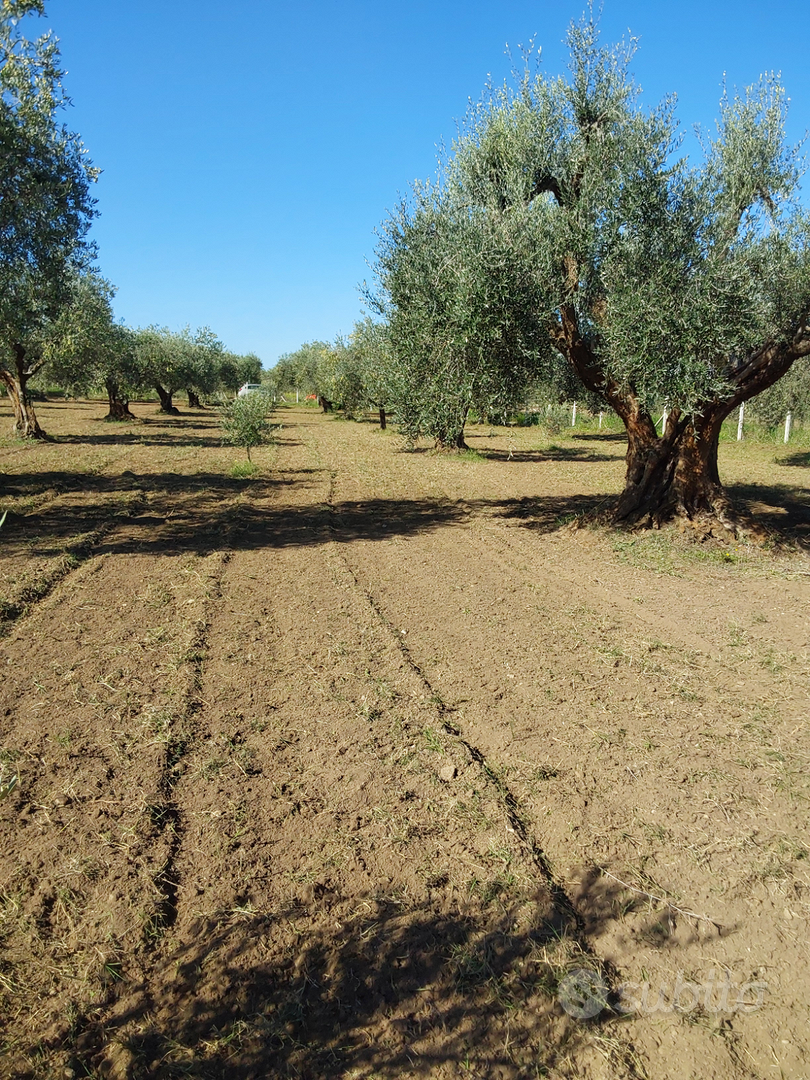 Terreno agricolo sem arborato uliveto - Vista 2