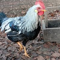 Gallo