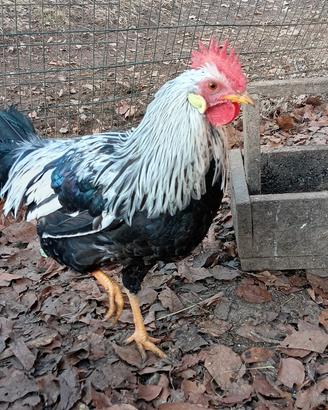Gallo