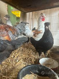 Galletti e Galline Padovane Ciuffate