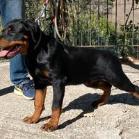 Cucciolone Rottweiler