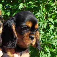 Cavalier King Charles Spaniel black and tan o ruby