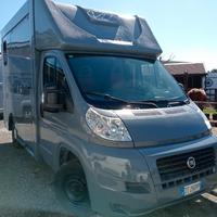 Fiat ducato van trasporto cavalli