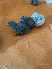 Uccelli