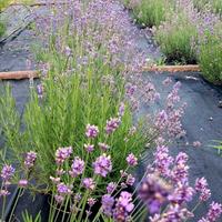 Coltivazioni di Lavanda angustifolia biologica