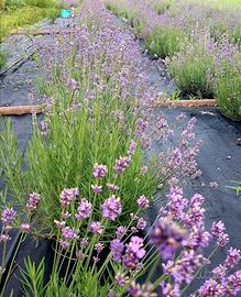 Coltivazioni di Lavanda angustifolia biologica