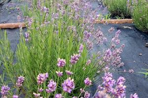 Coltivazioni di Lavanda angustifolia biologica