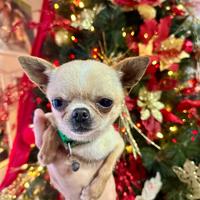 Chihuahua Per accoppiamenti