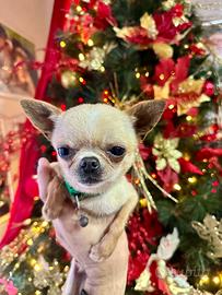 Chihuahua Per accoppiamenti