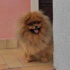 Spitz di Pomerania