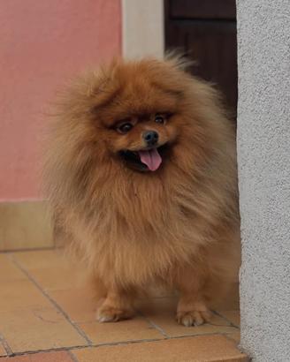 Spitz di Pomerania