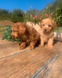 Cuccioli barboncini toy maschi e femmine