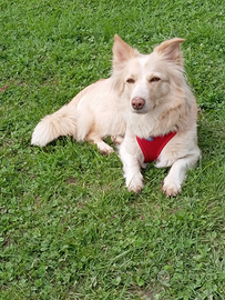 Cagnolina in adozione